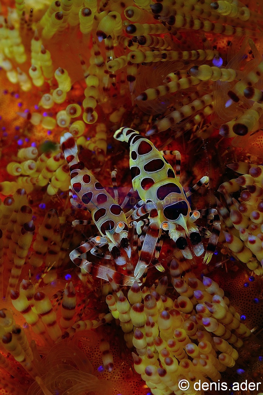 Asthenosoma-varium Periclimenes colemani-Komodo BetheHem-5m-20160803-Denis-ADER-DSC_9200_tn.jpg